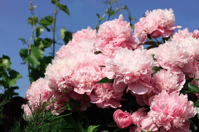 Photo of Wonderful pink peonies in garden against sky. Space for text