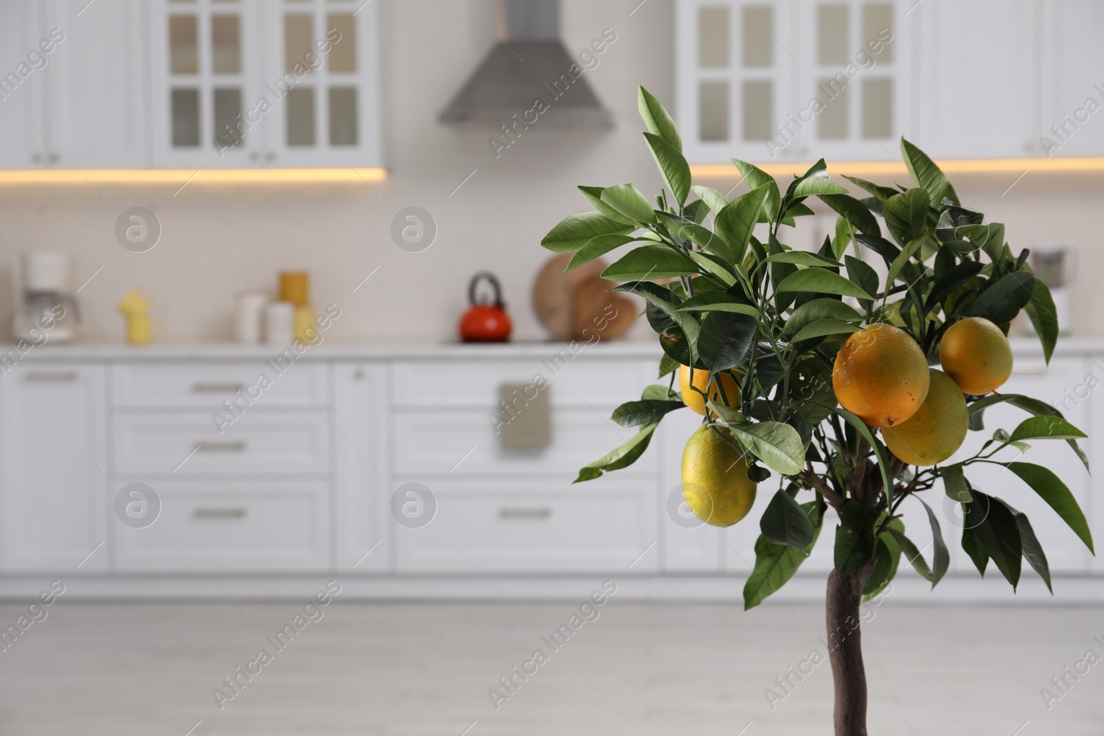 Photo of Lemon tree with ripe fruits in kitchen. Space for text