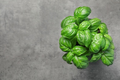 Fresh basil in pot on gray background, top view with space for text