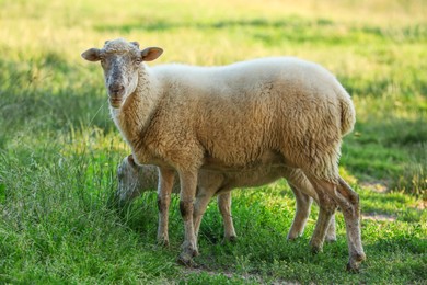 Beautiful sheep and lamb on green pasture. Farm animal