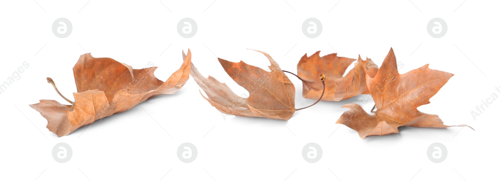 Photo of Dry leaves on white background. Autumn season