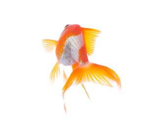 Photo of Beautiful bright small goldfish isolated on white