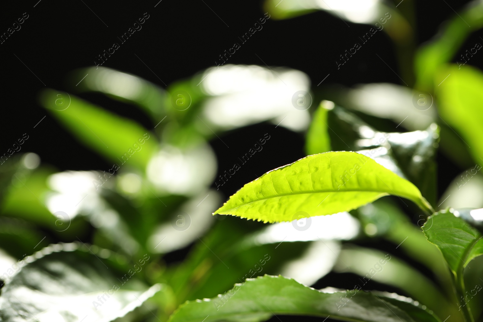 Photo of Closeup view of green tea plant against dark background. Space for text