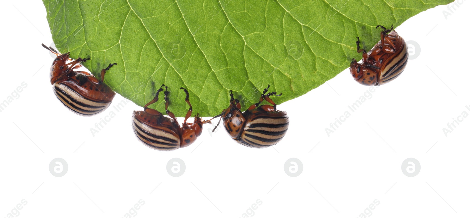 Photo of Many colorado potato beetles on green leaf against white background