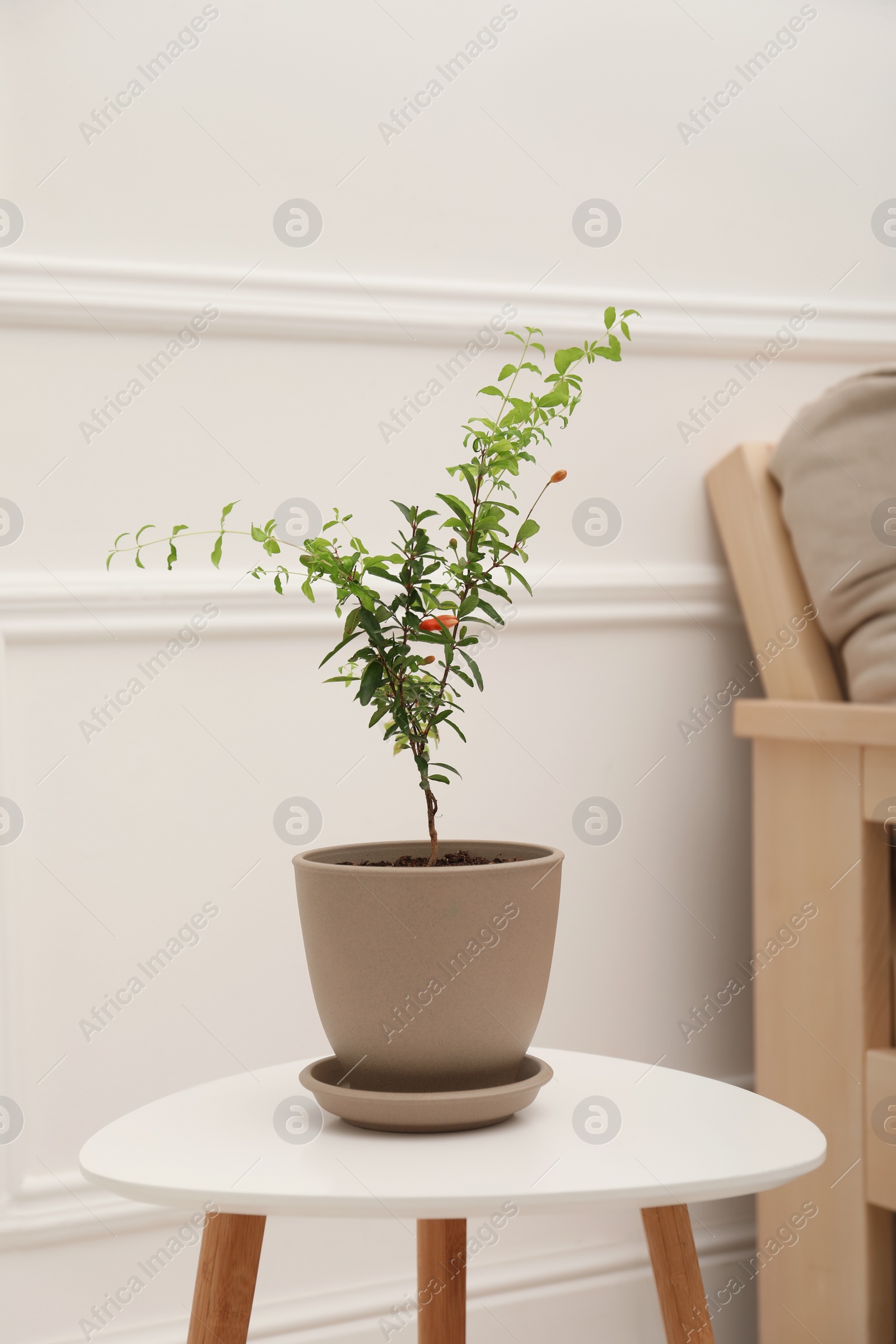 Photo of Young potted pomegranate tree on table near white wall indoors