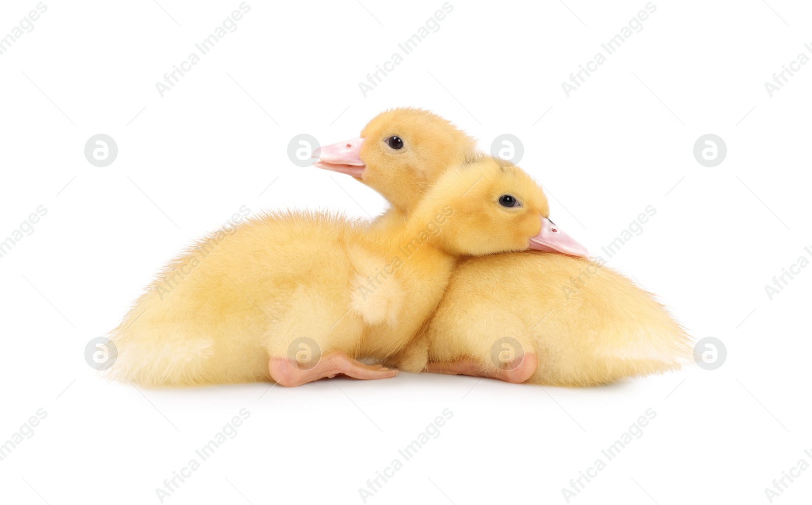 Photo of Baby animals. Cute fluffy ducklings on white background