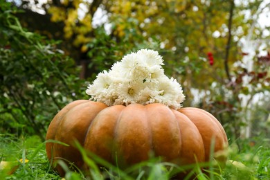 Pumpkin with many beautiful chrysanthemum flowers on green grass in garden