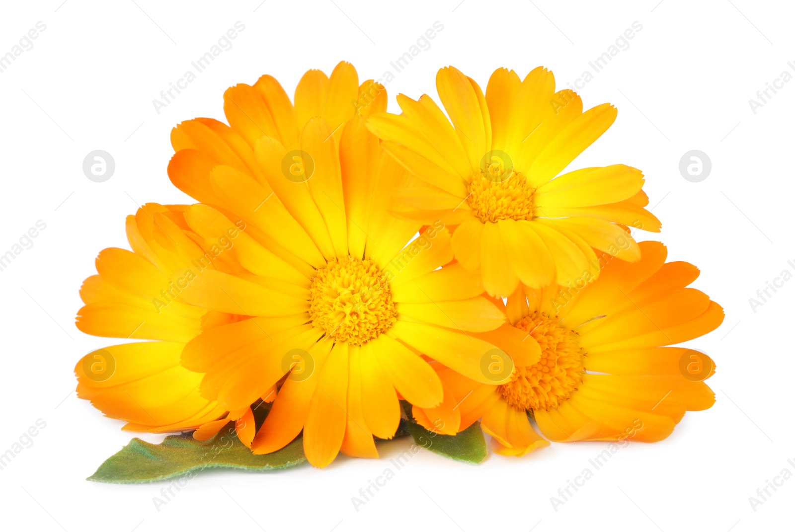 Photo of Fresh beautiful calendula flowers on white background