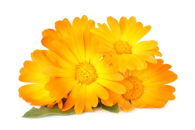 Fresh beautiful calendula flowers on white background