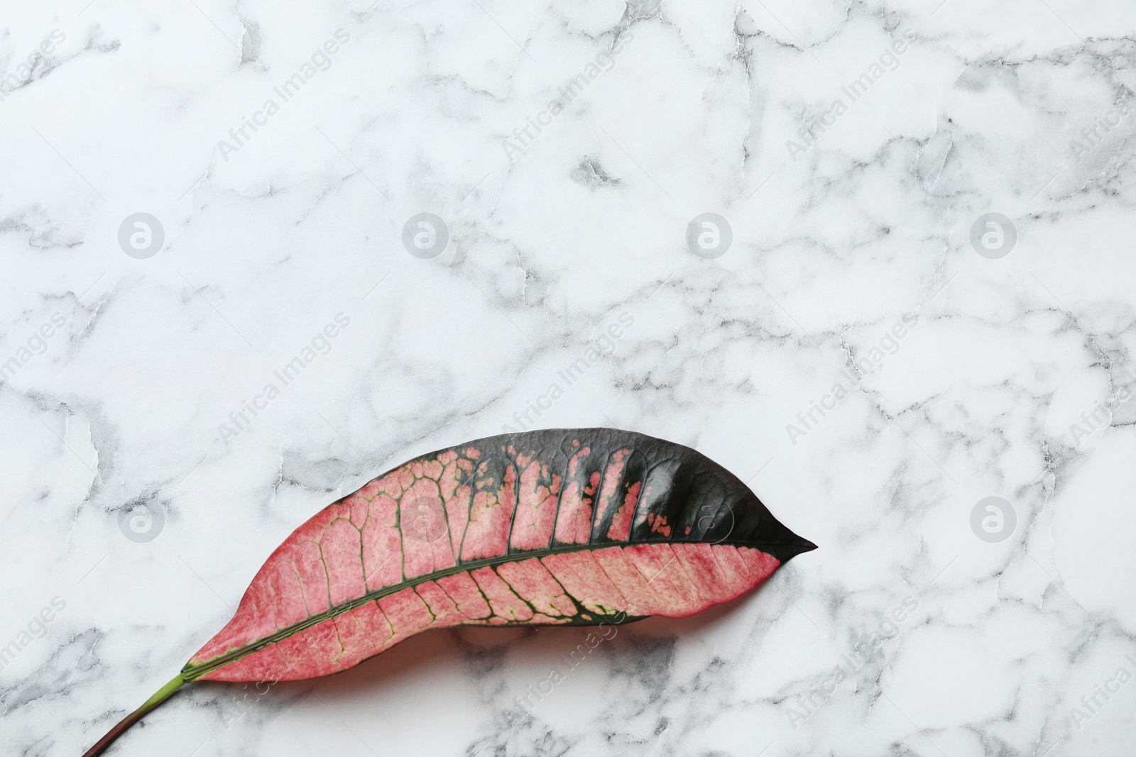 Photo of Leaf of tropical codiaeum plant on marble background, top view. Space for text