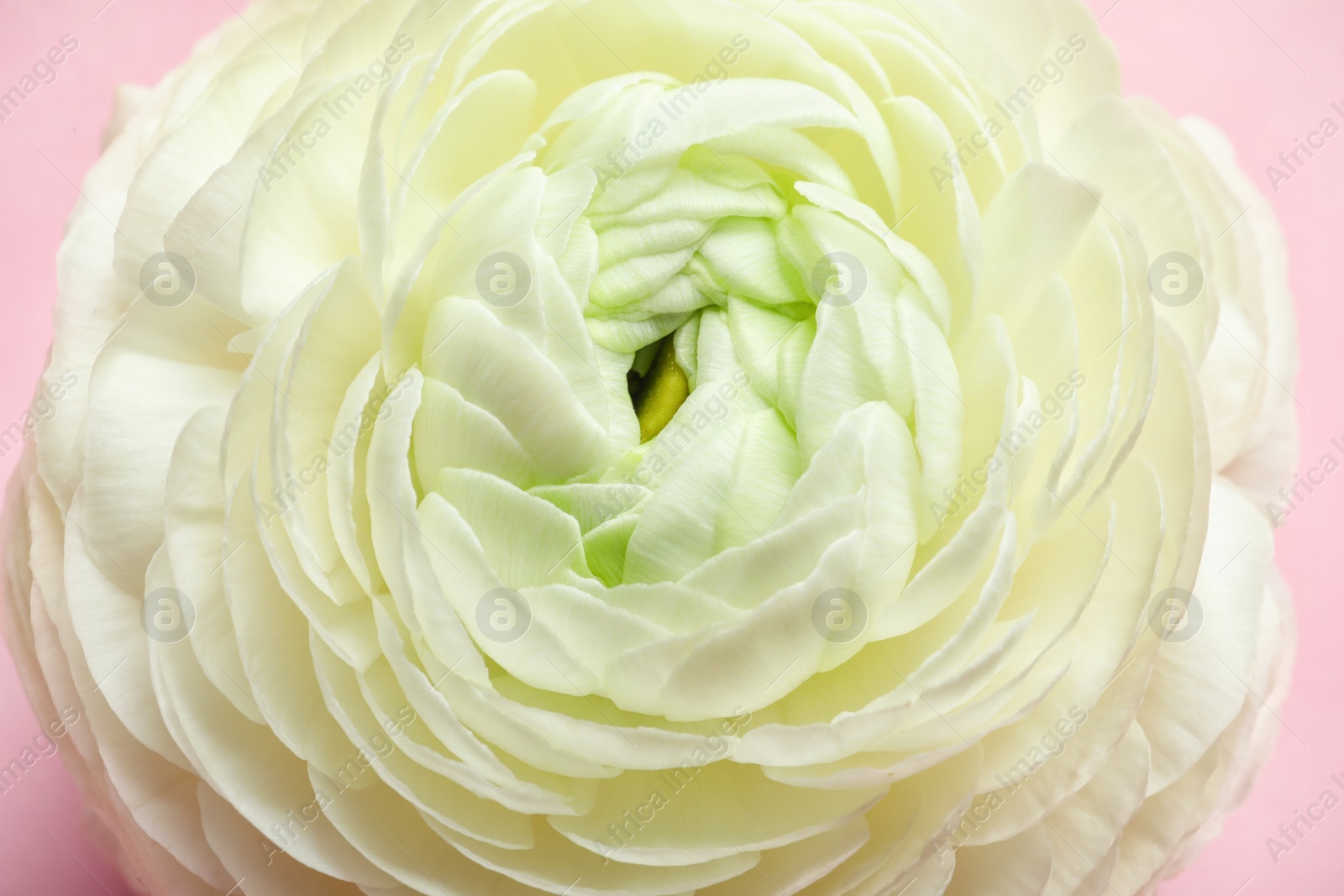 Photo of Beautiful ranunculus flower, closeup