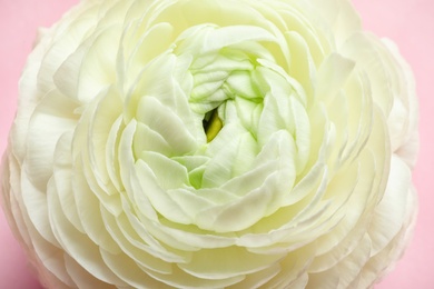 Photo of Beautiful ranunculus flower, closeup