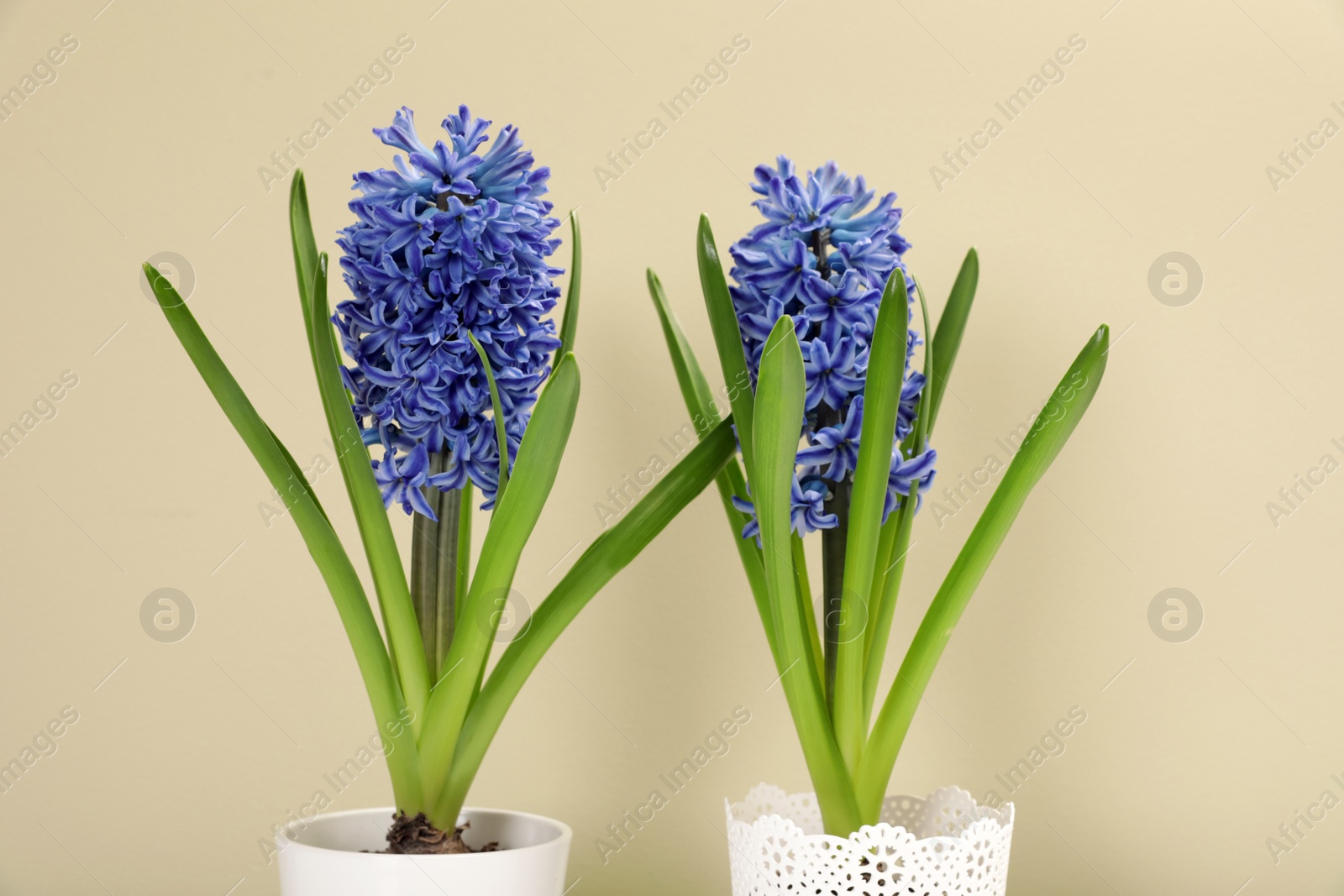 Photo of Beautiful spring hyacinth flowers on color background