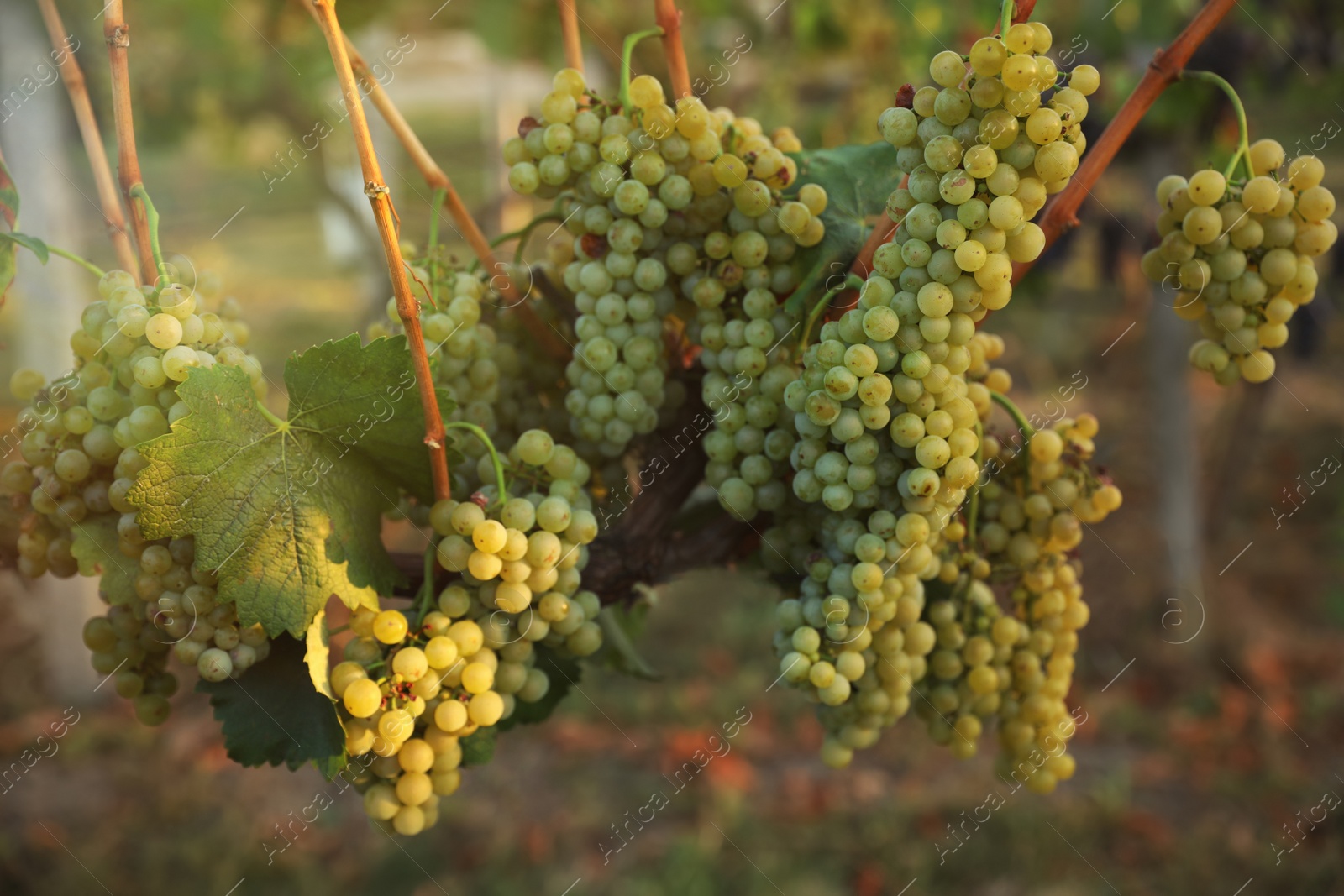 Photo of Delicious ripe grapes in vineyard. Harvest season