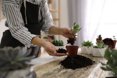 Photo of Woman planting succulents at wooden table indoors, closeup
