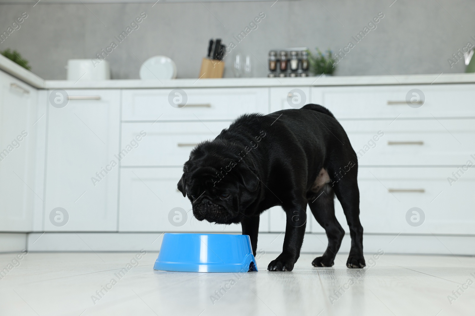 Photo of Cute Pug dog eating from plastic bowl in kitchen