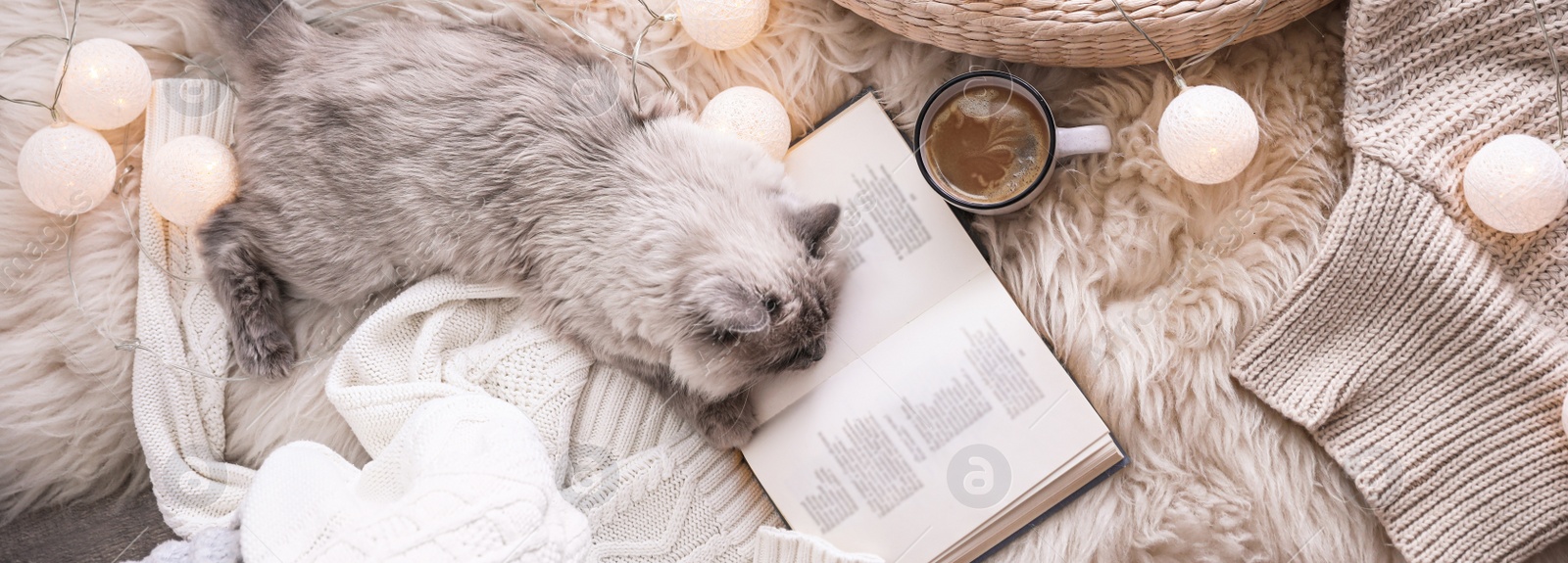Image of Birman cat, cup of drink and book on rug at home, top view. Banner design