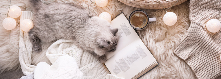 Image of Birman cat, cup of drink and book on rug at home, top view. Banner design