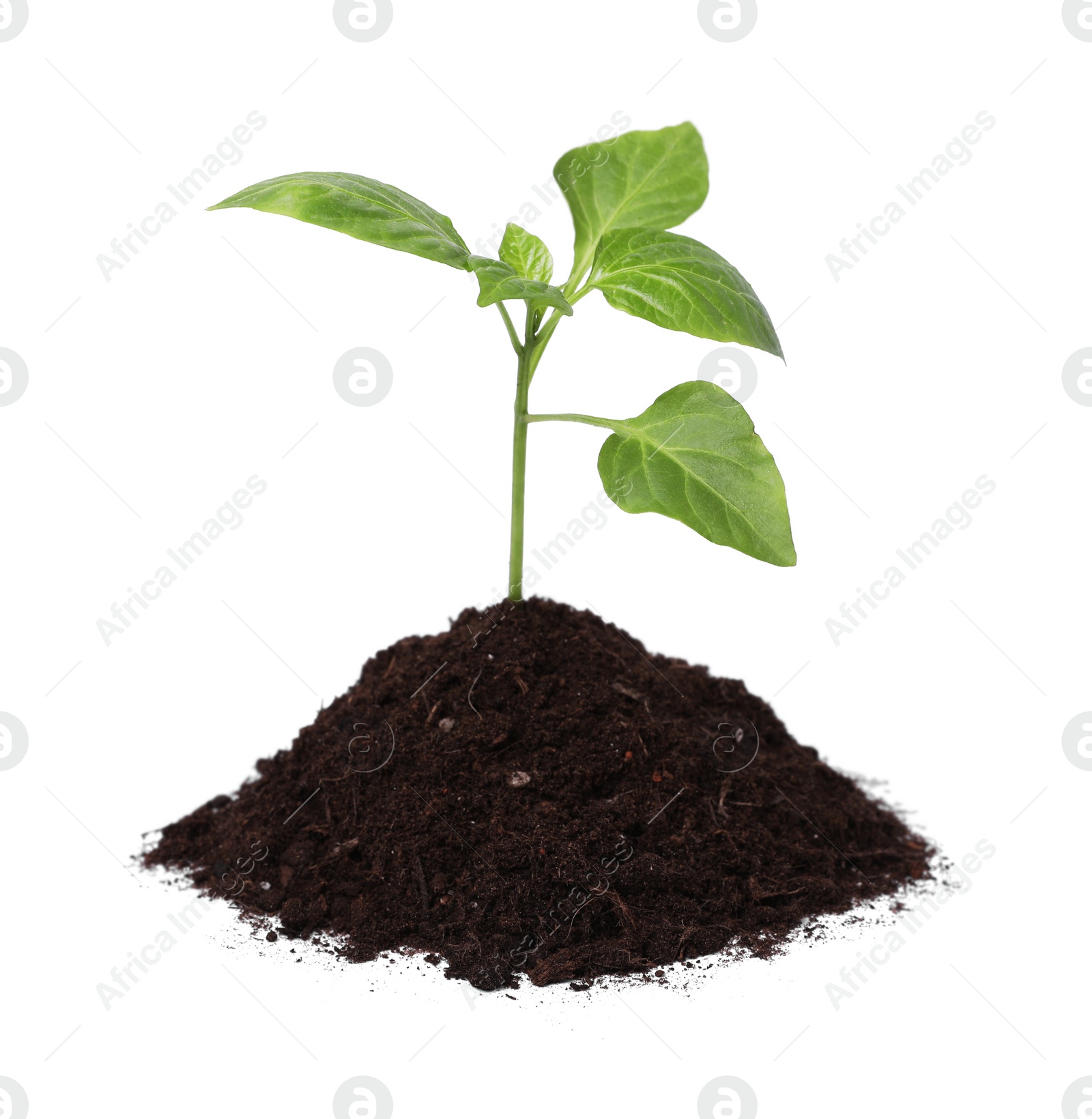 Photo of Green seedling growing in soil isolated on white