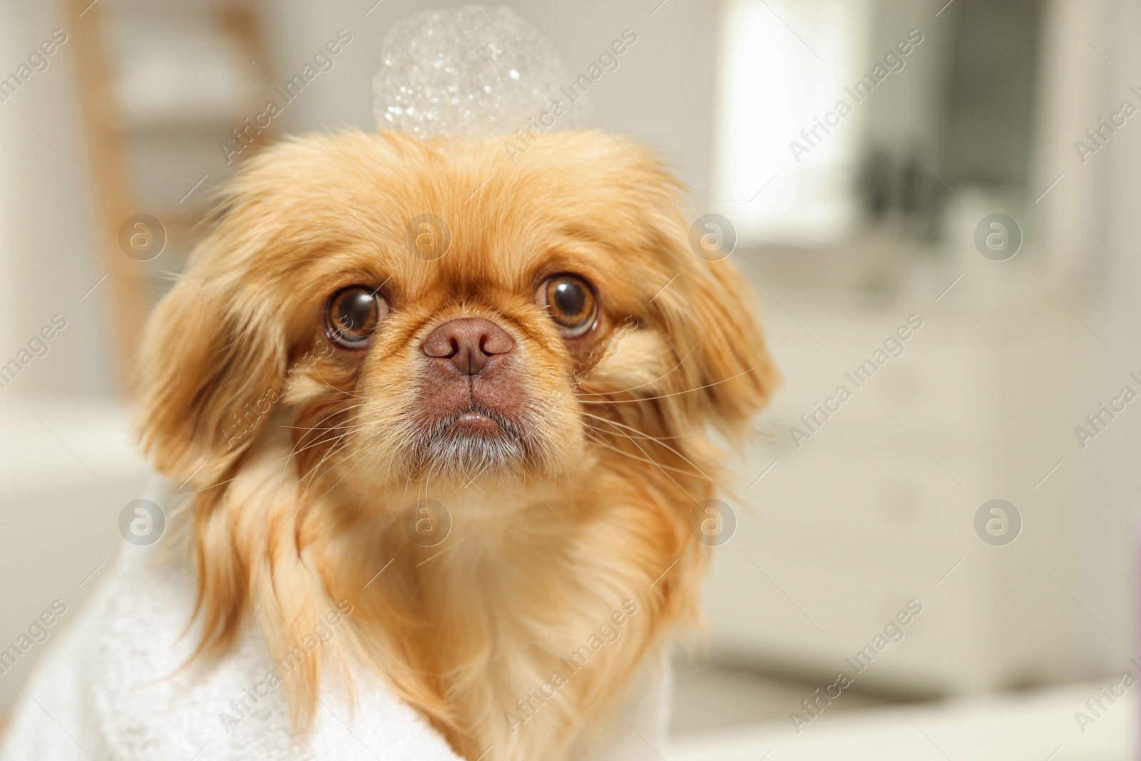 Photo of Cute Pekingese dog with towel and shampoo bubbles on head in bathroom. Pet hygiene