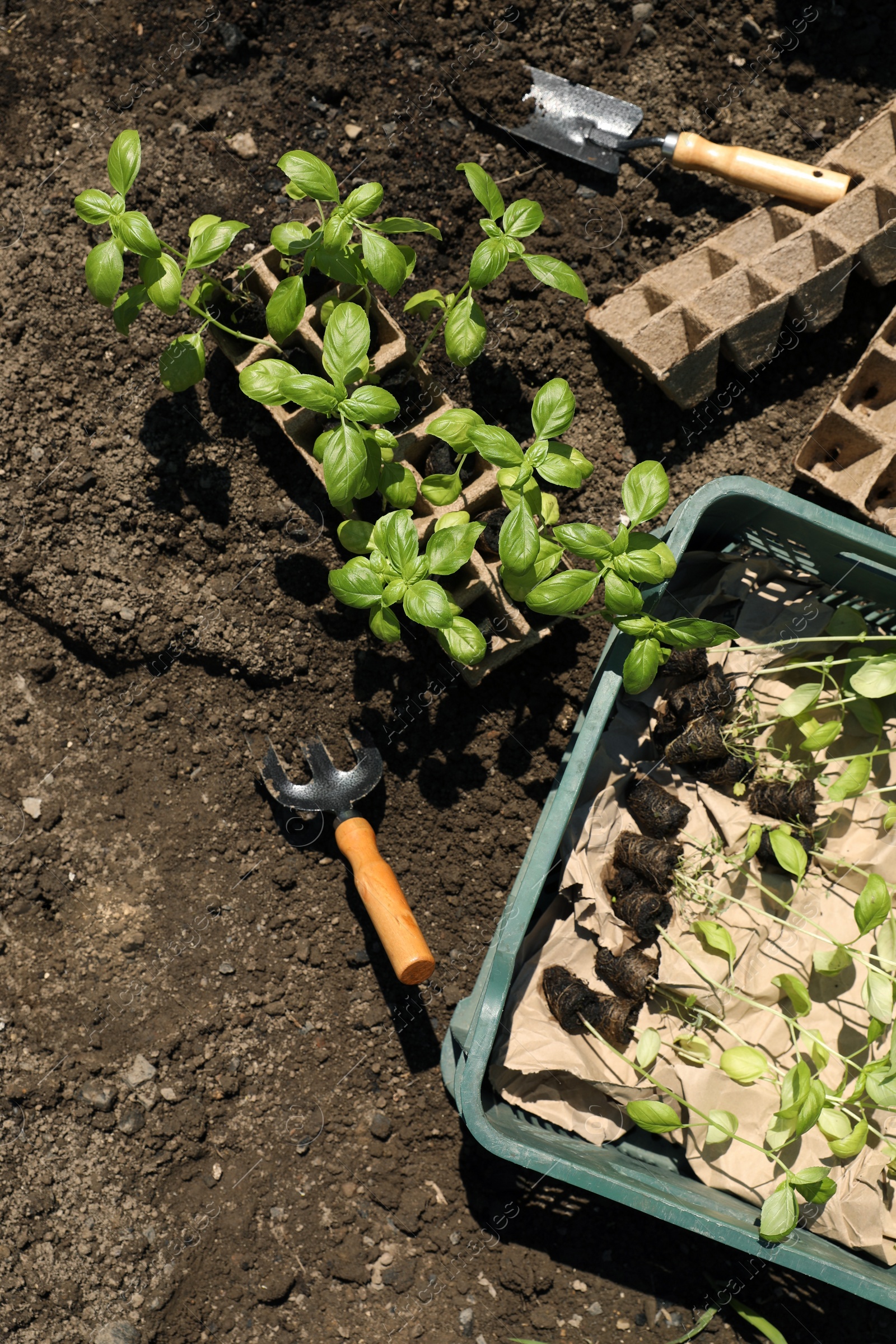 Photo of Beautiful seedlings in container and crate prepared for transplanting on ground outdoors, flat lay