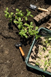 Beautiful seedlings in container and crate prepared for transplanting on ground outdoors, flat lay