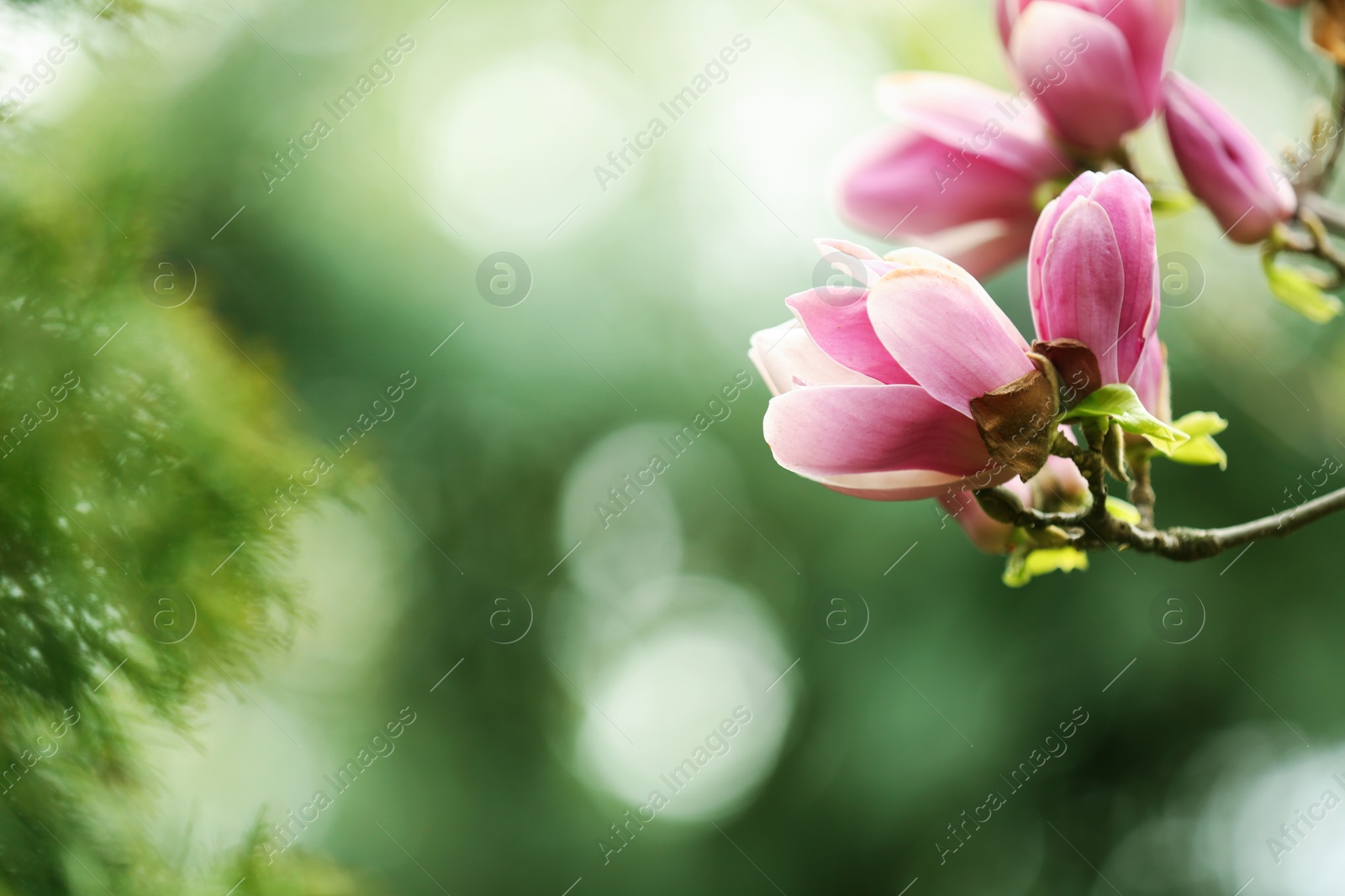 Photo of Closeup view of magnolia tree with beautiful flowers outdoors, space for text. Amazing spring blossom