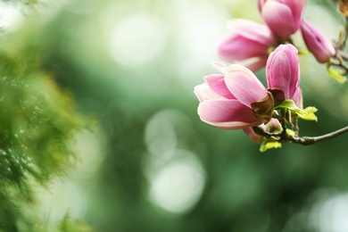 Photo of Closeup view of magnolia tree with beautiful flowers outdoors, space for text. Amazing spring blossom