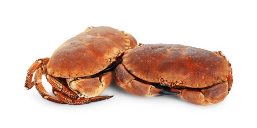 Photo of Two delicious boiled crabs isolated on white