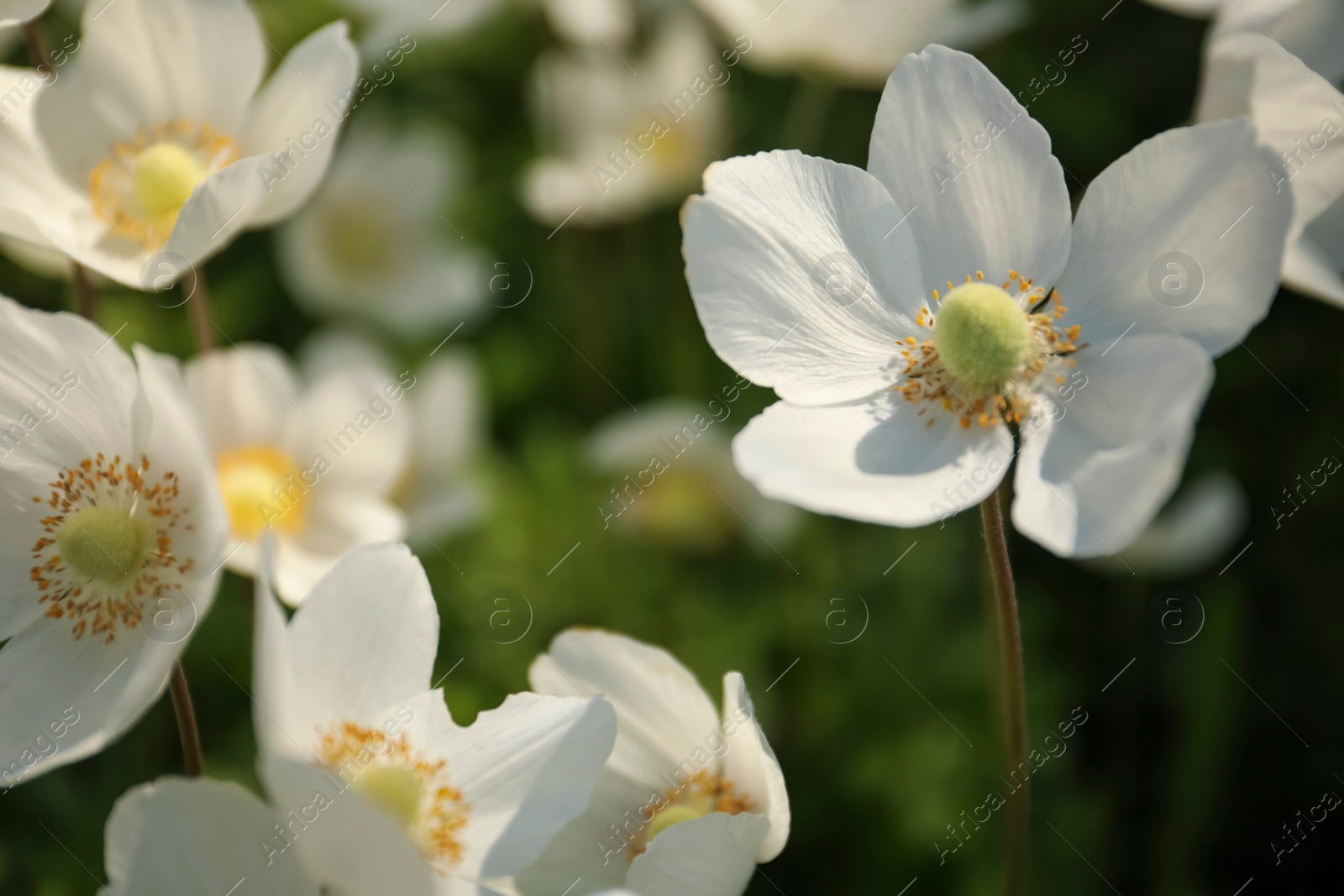 Photo of Beautiful blossoming Japanese anemone flowers outdoors on spring day