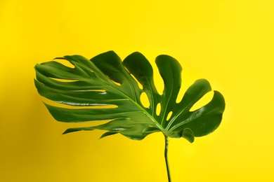 Beautiful monstera leaf on yellow background. Tropical plant