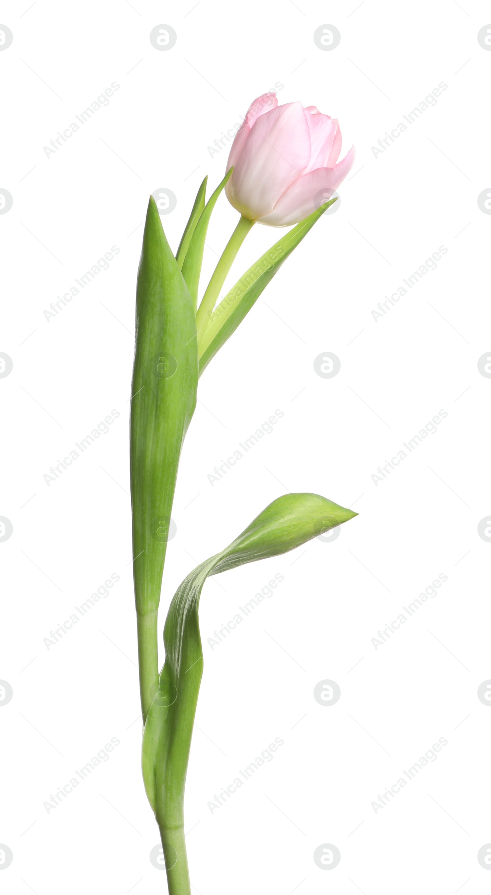 Photo of One beautiful delicate tulip isolated on white