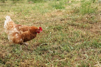 Photo of Beautiful brown chicken walking on grass outdoors, space for text