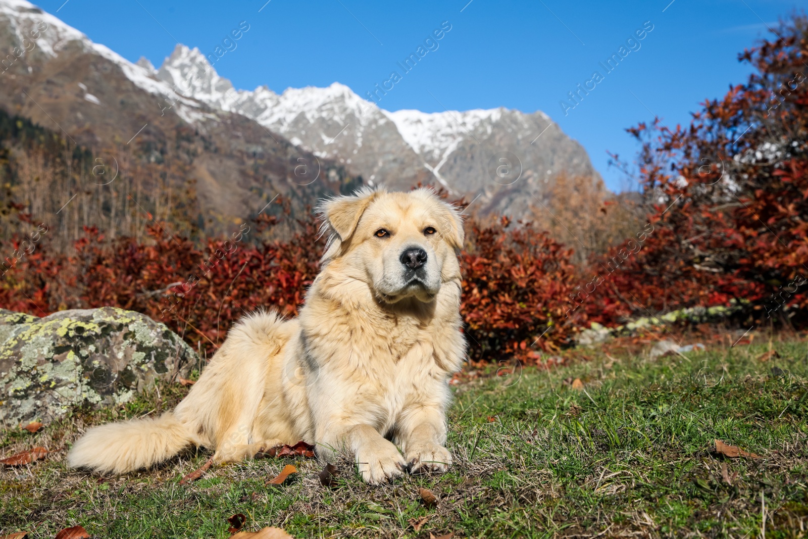 Photo of Adorable dog in mountains on sunny day