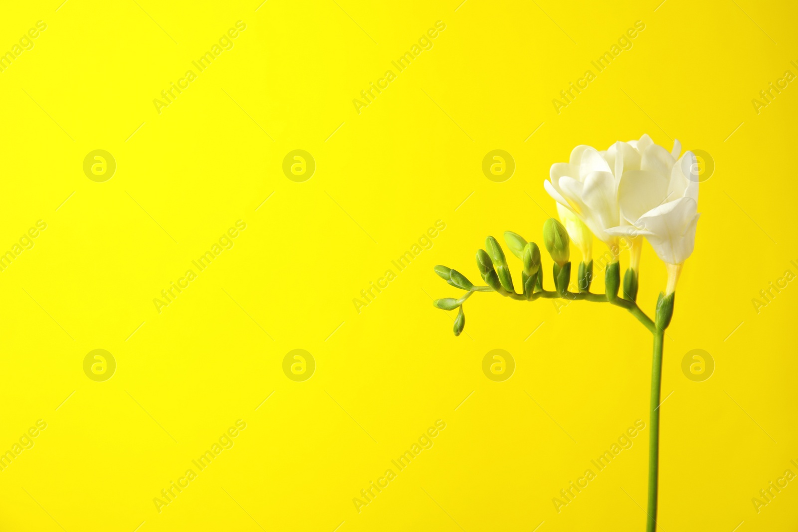 Photo of Beautiful freesia with fragrant flowers on color background. Space for text