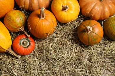 Flat lay composition with different ripe pumpkins on hay, space for text. Holiday decoration