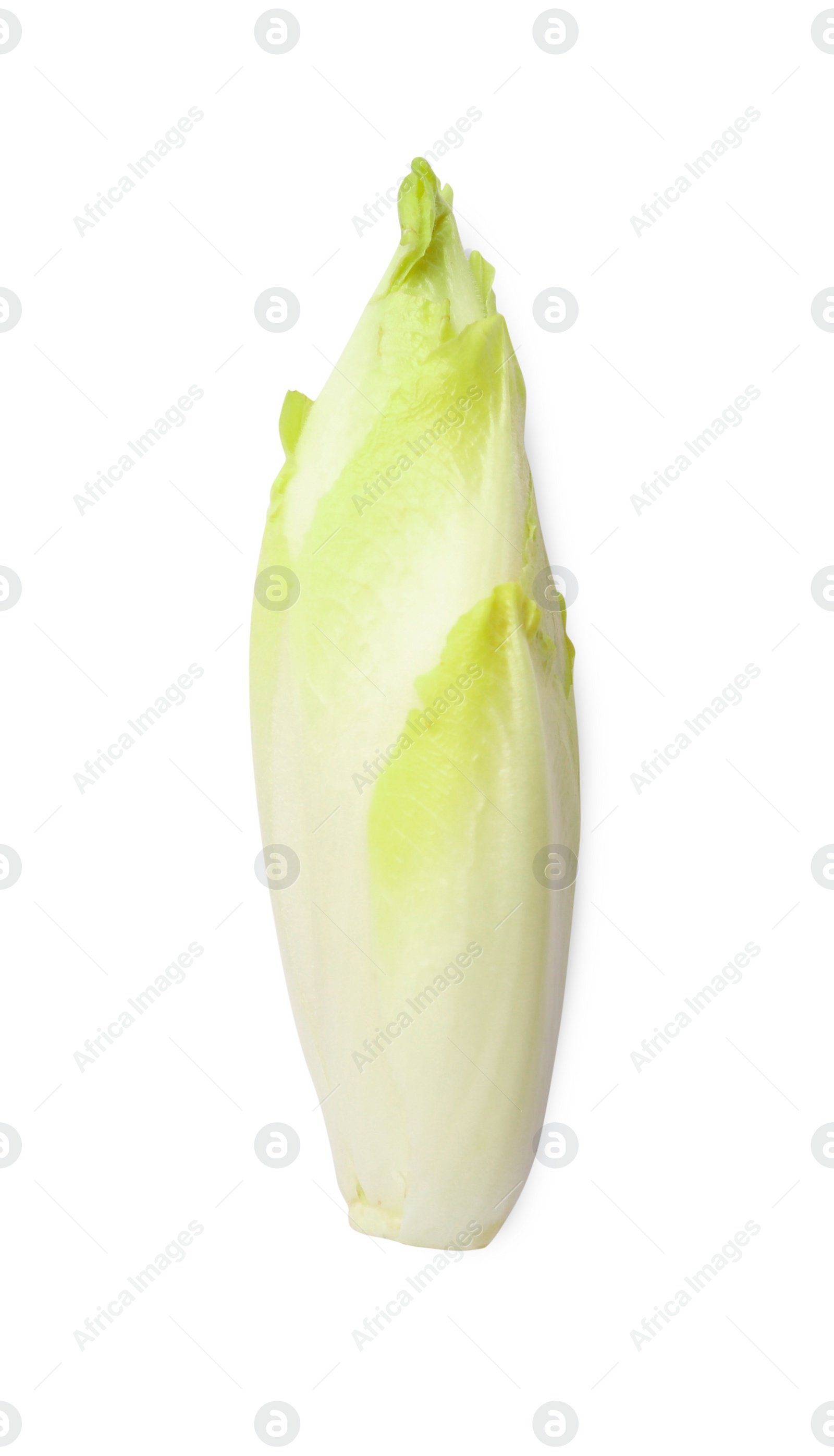 Photo of One raw ripe chicory isolated on white, top view