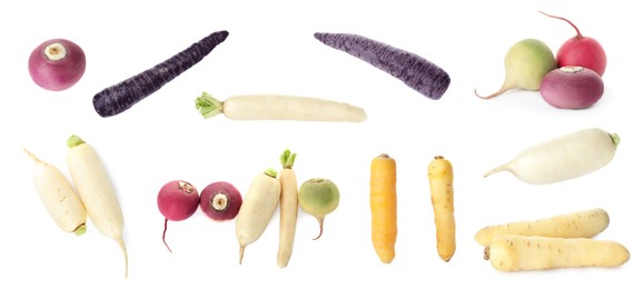 Image of Collage with different carrots and turnips on white background. Root vegetable