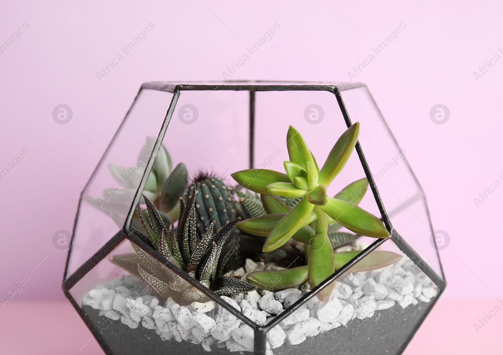 Photo of Glass florarium with different succulents on color background, closeup