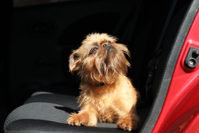 Adorable little dog in car. Exciting travel