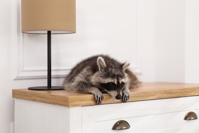 Photo of Cute raccoon lying on chest of drawers indoors