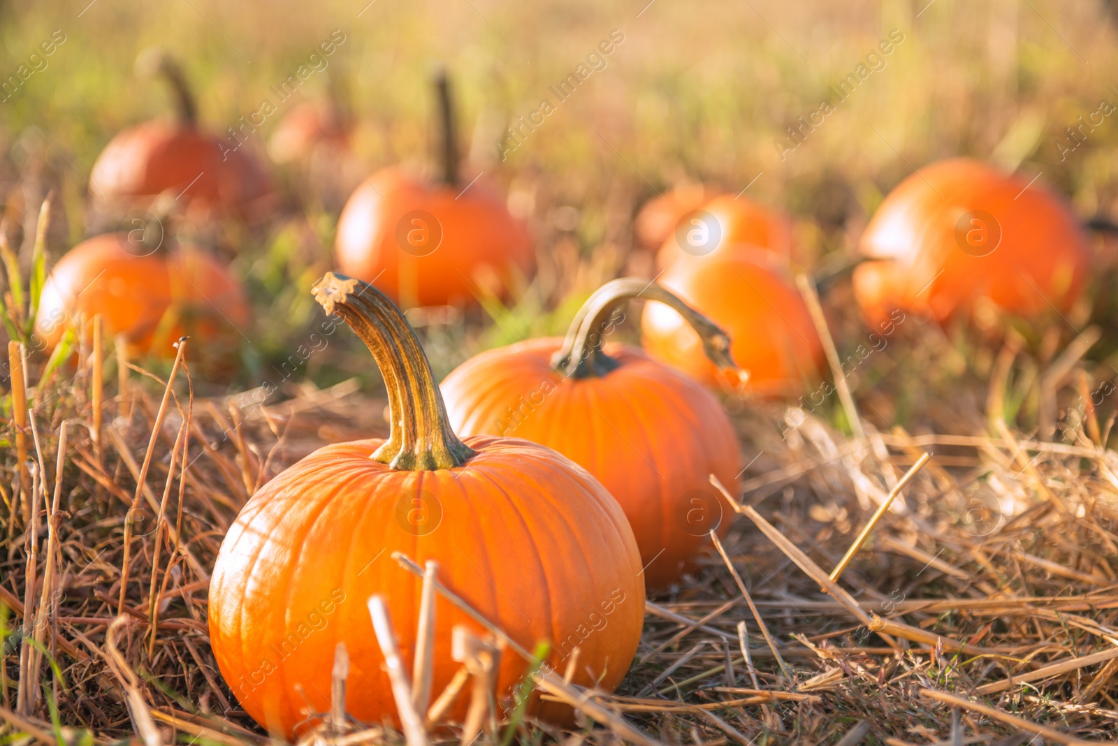 Photo of Many ripe orange pumpkins in field outdoors