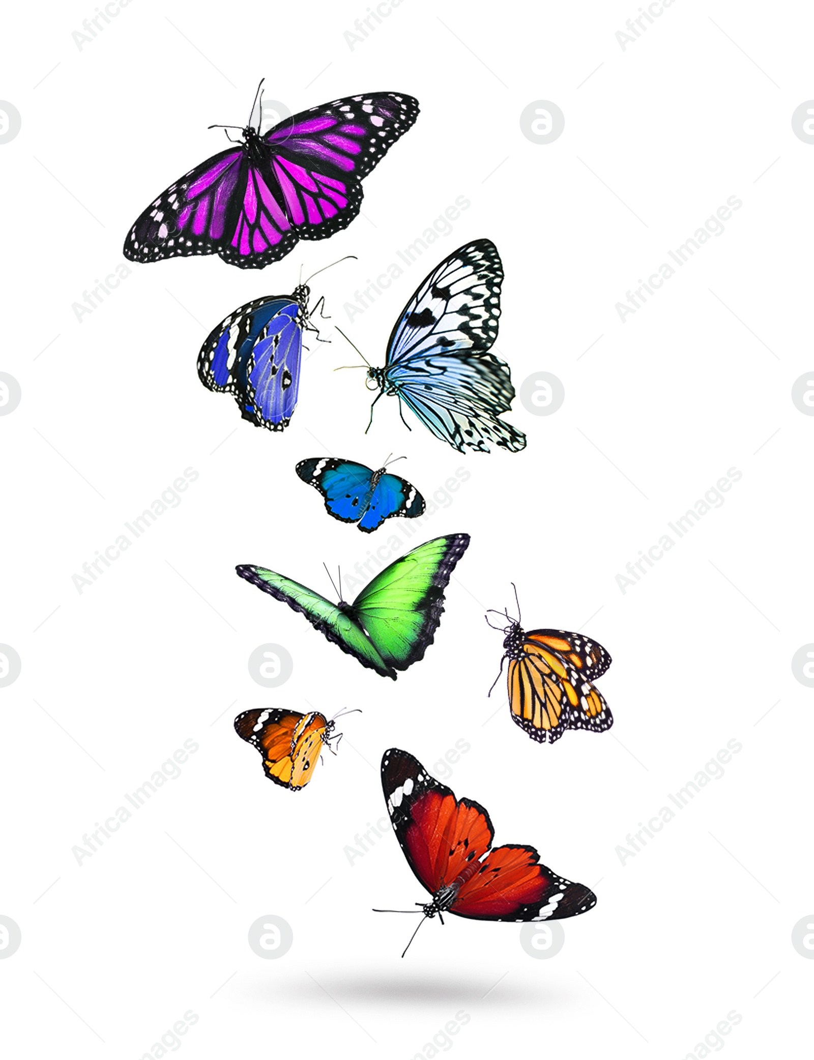 Image of Many beautiful flying colorful butterflies on white background