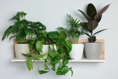 Different potted house plants on shelf near white wall