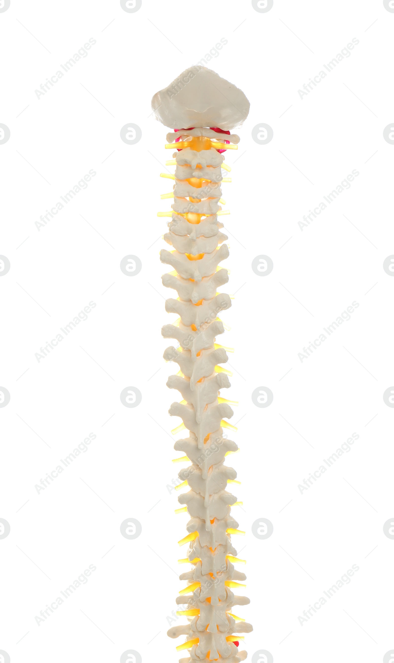 Photo of Artificial human spine model isolated on white, closeup