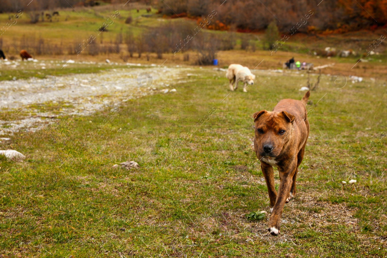 Photo of Cute dogs walking in mountains on sunny day