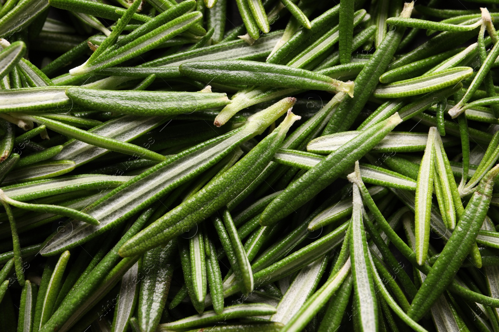 Photo of Fresh green rosemary leaves as background, closeup