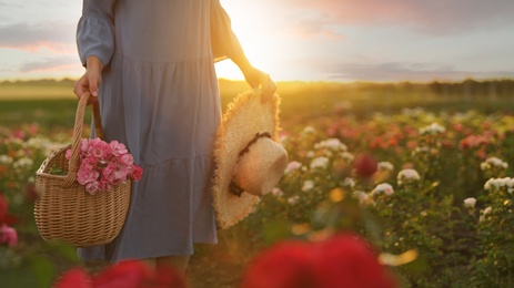 Photo of Woman with basket of roses in beautiful blooming field, closeup