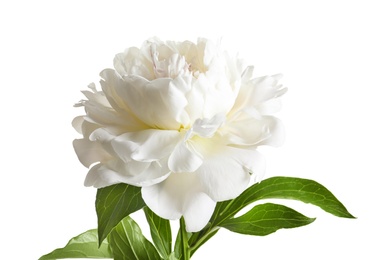 Beautiful blooming peony flower on white background