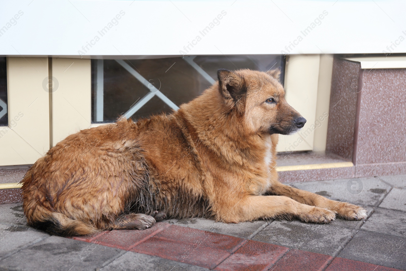 Photo of Homeless dog on city street. Abandoned animal